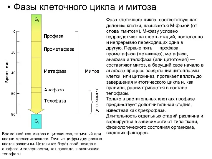 Фазы клеточного цикла и митоза Временной ход митоза и цитокинеза,