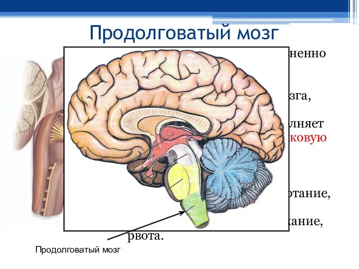 Продолговатый мозг Продолговатый мозг - жизненно важный отдел ЦНС, представляющий