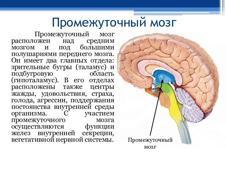 Промежуточный мозг Промежуточный мозг расположен над средним мозгом и под