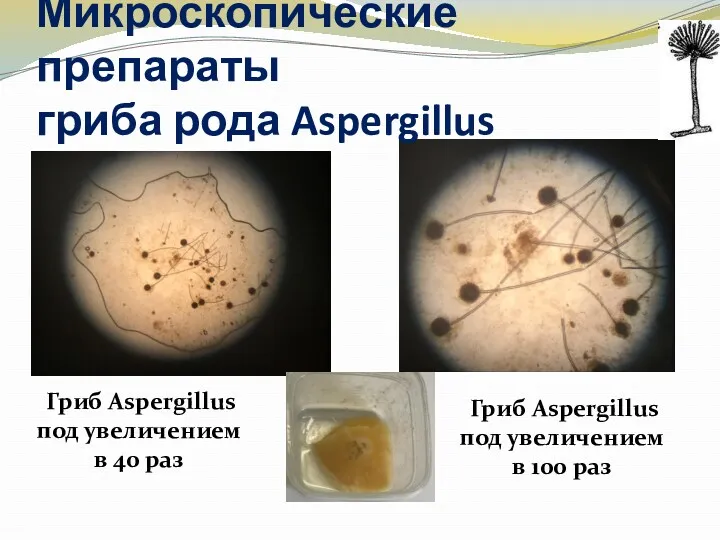 Гриб Aspergillus под увеличением в 40 раз Гриб Aspergillus под