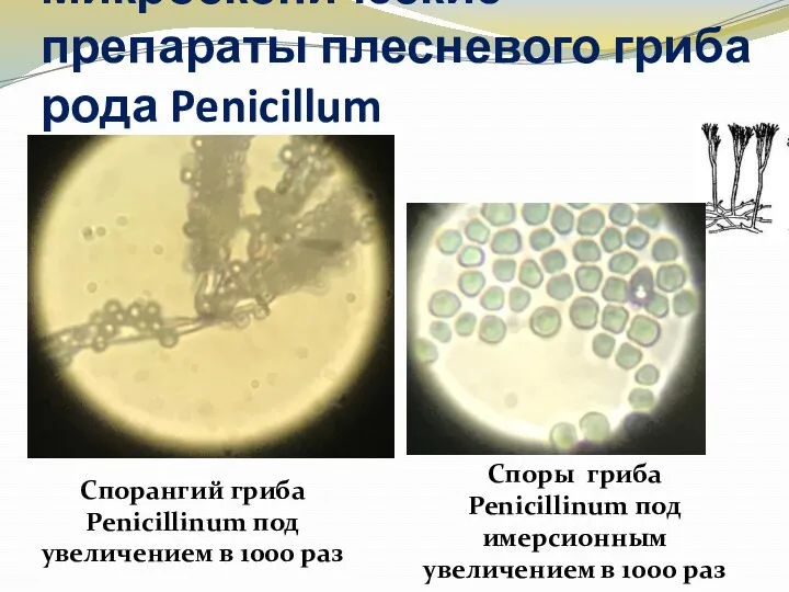 Микроскопические препараты плесневого гриба рода Penicillum Споры гриба Penicillinum под
