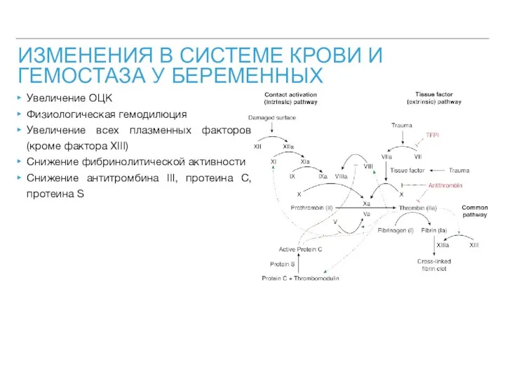 ИЗМЕНЕНИЯ В СИСТЕМЕ КРОВИ И ГЕМОСТАЗА У БЕРЕМЕННЫХ Увеличение ОЦК