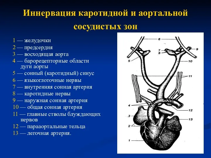 Иннервация каротидной и аортальной сосудистых зон 1 — желудочки 2