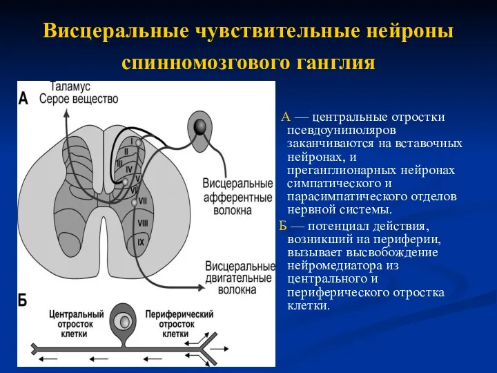 Висцеральные чувствительные нейроны спинномозгового ганглия А — центральные отростки псевдоуниполяров