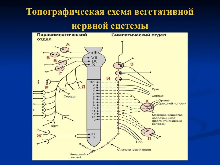 Топографическая схема вегетативной нервной системы