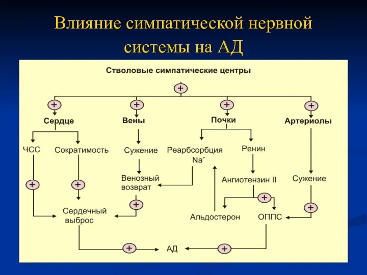 Влияние симпатической нервной системы на АД