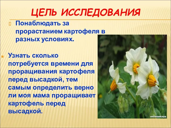 ЦЕЛЬ ИССЛЕДОВАНИЯ Понаблюдать за прорастанием картофеля в разных условиях. Узнать