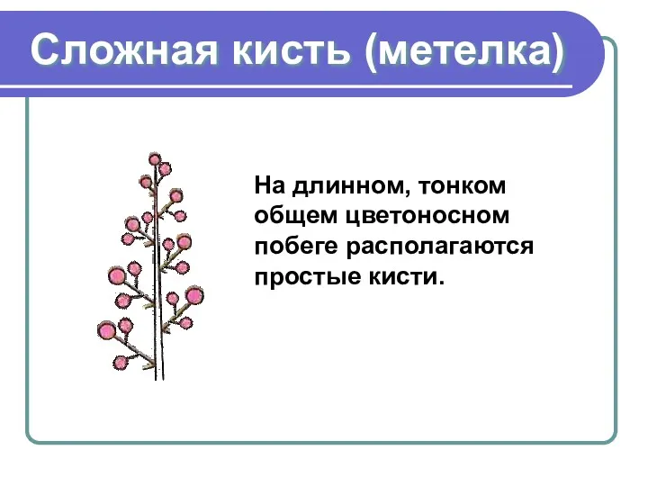 Сложная кисть (метелка) На длинном, тонком общем цветоносном побеге располагаются простые кисти.