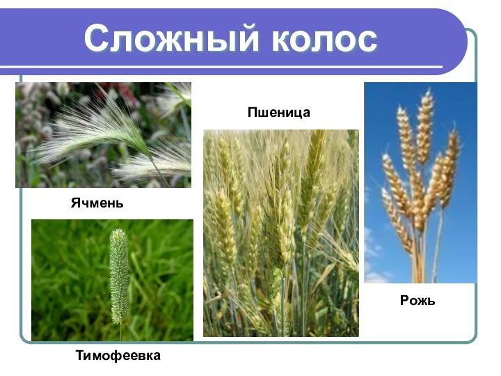 Сложный колос Пшеница Рожь Ячмень Тимофеевка