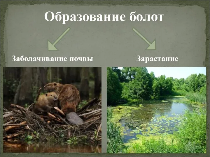 Образование болот Заболачивание почвы Зарастание водоемов