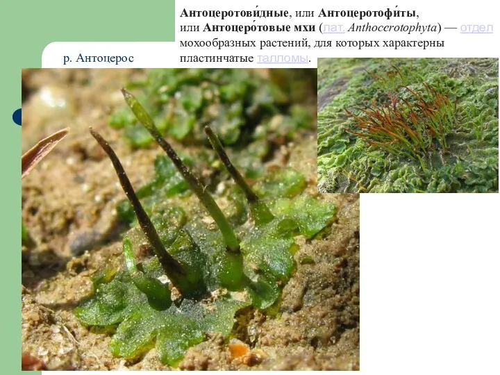 Антоцеротови́дные, или Антоцеротофи́ты, или Антоцеро́товые мхи (лат. Anthocerotophyta) — отдел мохообразных растений, для