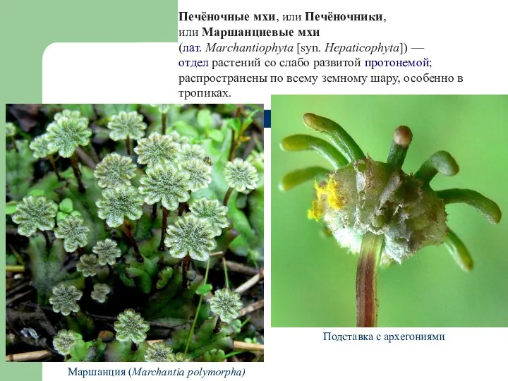 Печёночные мхи, или Печёночники, или Маршанциевые мхи (лат. Marchantiophyta [syn. Hepaticophyta]) —отдел растений
