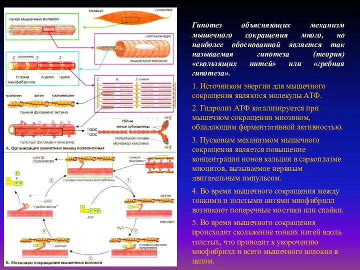 Гипотез объясняющих механизм мышечного сокращения много, но наиболее обоснованной является