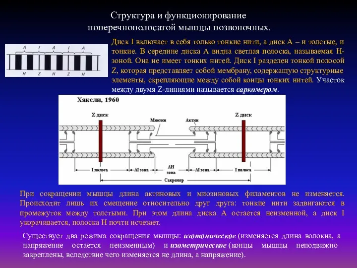 Структура и функционирование поперечнополосатой мышцы позвоночных. Диск I включает в