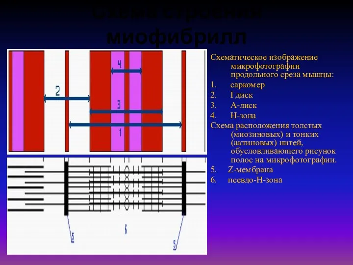 Схема строения миофибрилл Схематическое изображение микрофотографии продольного среза мышцы: 1.