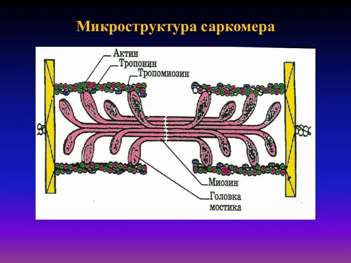 Микроструктура саркомера