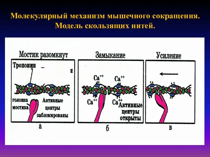 Молекулярный механизм мышечного сокращения. Модель скользящих нитей.