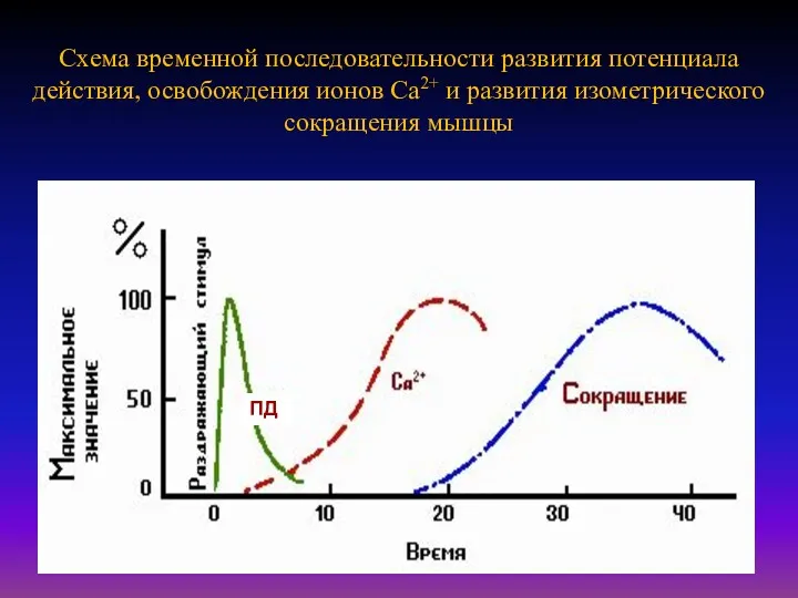 Схема временной последовательности развития потенциала действия, освобождения ионов Са2+ и развития изометрического сокращения мышцы ПД