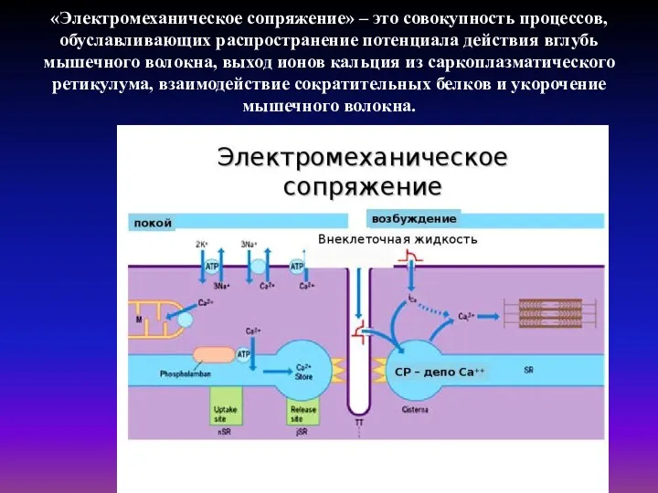 «Электромеханическое сопряжение» – это совокупность процессов, обуславливающих распространение потенциала действия