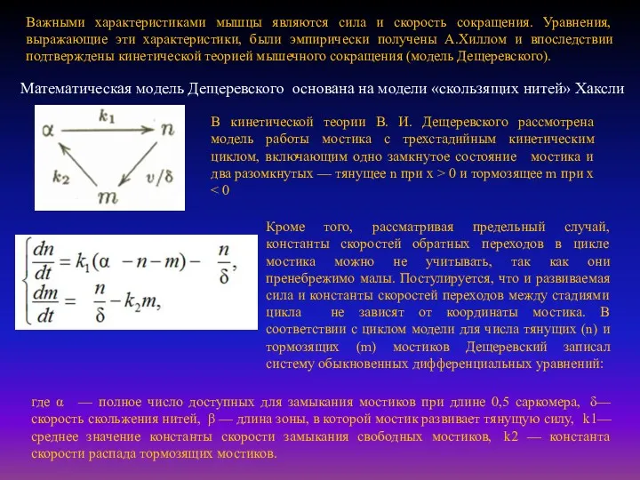 Математическая модель Дещеревского основана на модели «скользящих нитей» Хаксли В