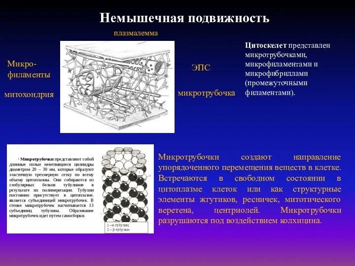 Микротрубочки создают направление упорядоченного перемещения веществ в клетке. Встречаются в