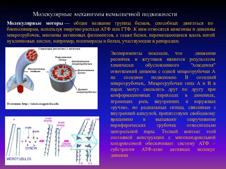 Эксперименты показали, что движение ресничек и жгутиков является результатом химически