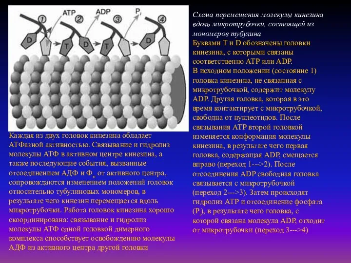 Схема перемещения молекулы кинезина вдоль микротрубочки, состоящей из мономеров тубулина