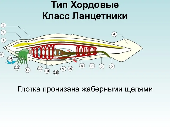 Тип Хордовые Класс Ланцетники Глотка пронизана жаберными щелями