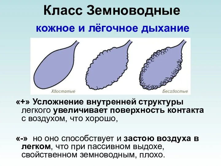 Класс Земноводные «+» Усложнение внутренней структуры легкого увеличивает поверхность контакта