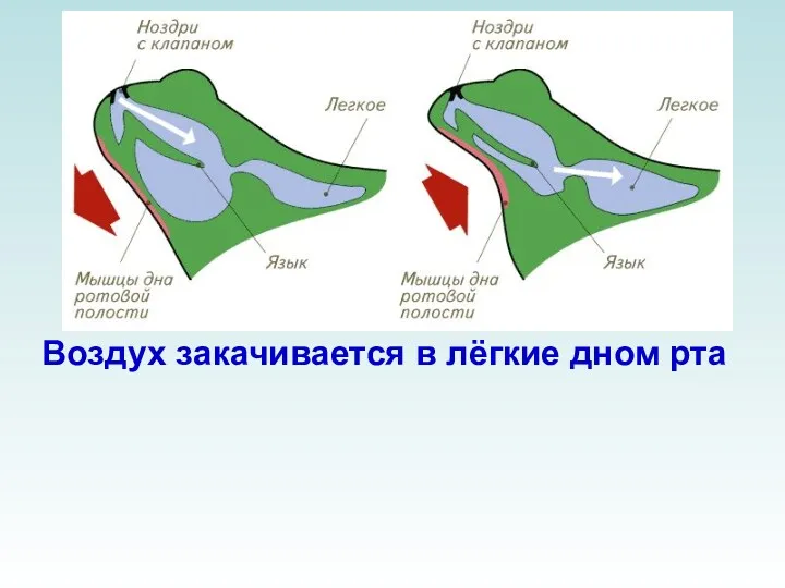 Воздух закачивается в лёгкие дном рта