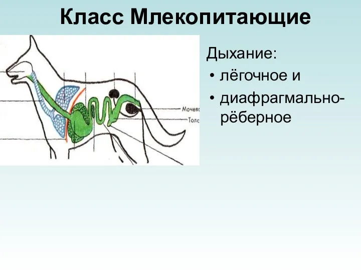 Класс Млекопитающие Дыхание: лёгочное и диафрагмально-рёберное