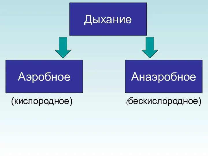 (кислородное) Дыхание Анаэробное Аэробное (бескислородное)