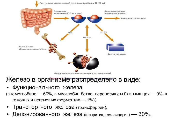 Железо в организме распределено в виде: Функционального железа (в гемоглобине