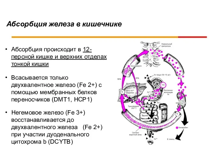 Абсорбция железа в кишечнике Абсорбция происходит в 12-персной кишке и