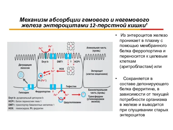 Механизм абсорбции гемового и негемового железа энтероцитами 12-перстной кишки¹ Из