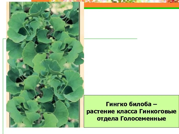 Гингко билоба – растение класса Гинкоговые отдела Голосеменные