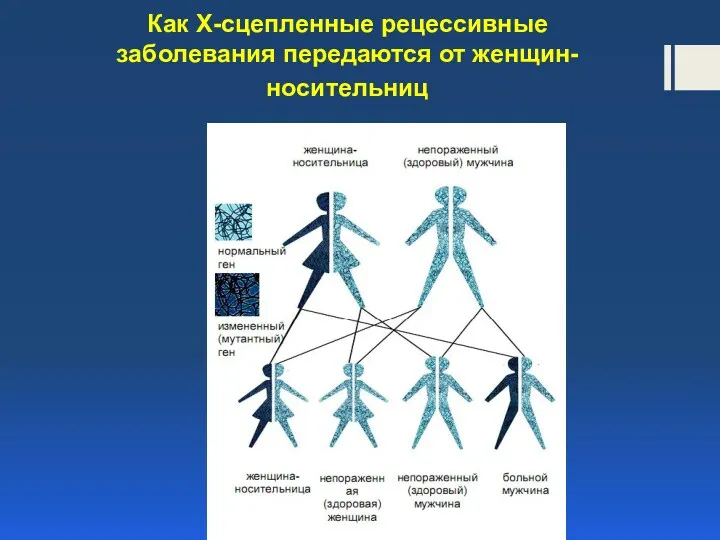 Как Х-сцепленные рецессивные заболевания передаются от женщин-носительниц