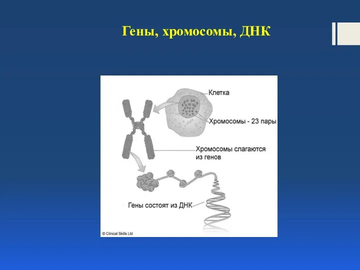 Гены, хромосомы, ДНК