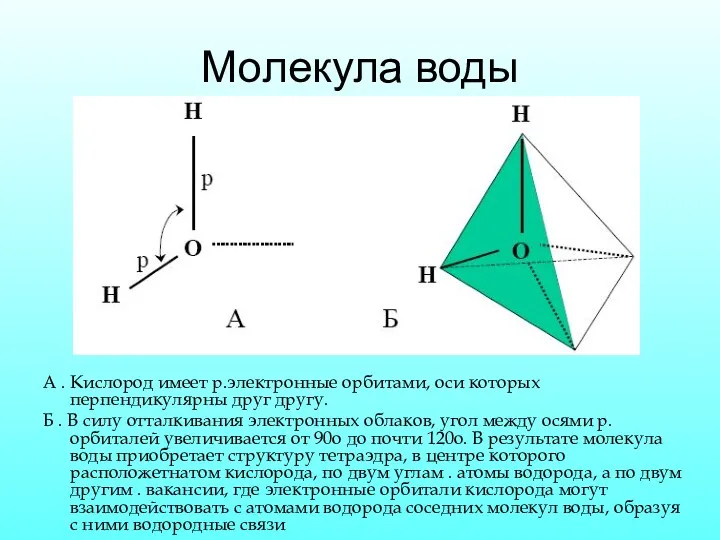 Молекула воды А . Кислород имеет р.электронные орбитами, оси которых