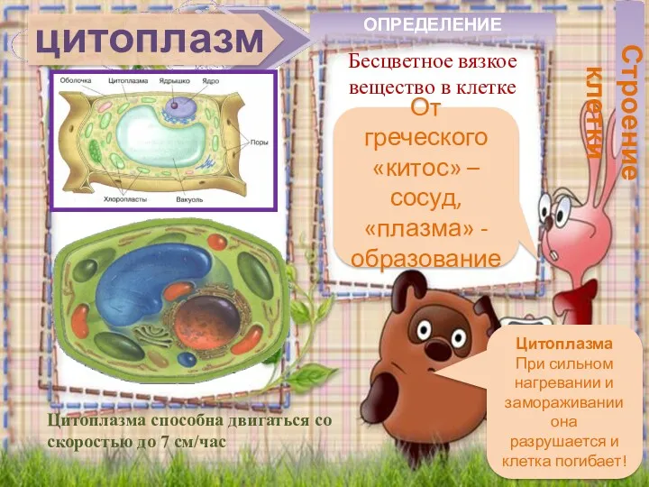 цитоплазма ОПРЕДЕЛЕНИЕ Бесцветное вязкое вещество в клетке Строение клетки Цитоплазма