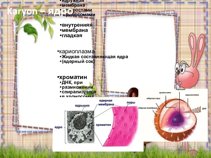 ядро Ядерная оболочка наружная мембрана с выростами и рибосомами внутренняя