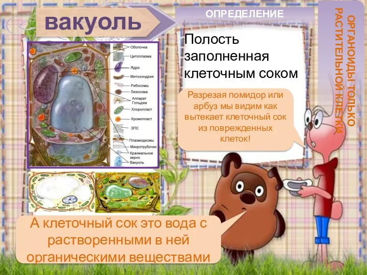 вакуоль Полость заполненная клеточным соком ОПРЕДЕЛЕНИЕ ОРГАНОИДЫ ТОЛЬКО РАСТИТЕЛЬНОЙ КЛЕТКИ