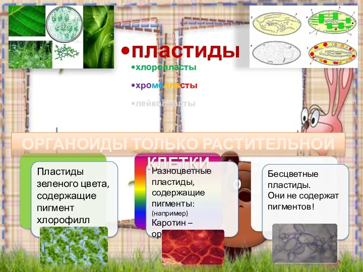 пластиды хлоропласты хромопласты лейкопласты ОРГАНОИДЫ ТОЛЬКО РАСТИТЕЛЬНОЙ КЛЕТКИ