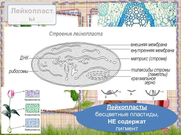 «Лейкос» – белый, «Пластос» – созданный Лейкопласты бесцветные пластиды, НЕ содержат пигмент