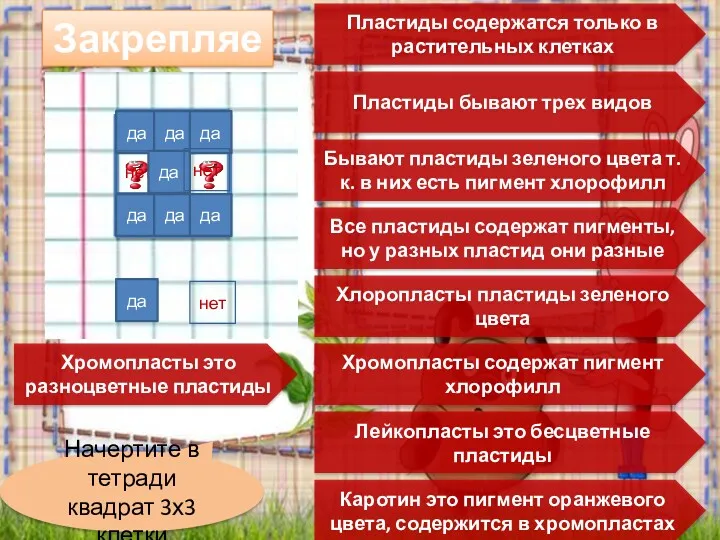 Закрепляем Начертите в тетради квадрат 3х3 клетки Пластиды содержатся только