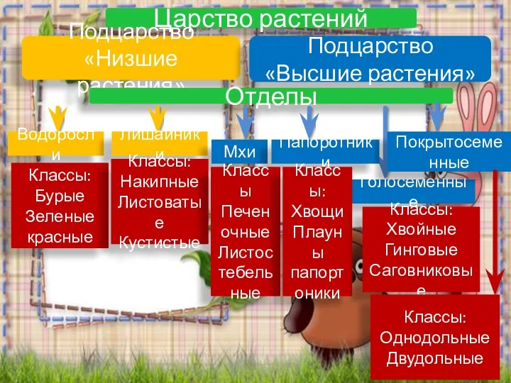 Царство растений Подцарство «Низшие растения» Подцарство «Высшие растения» Отделы Водоросли