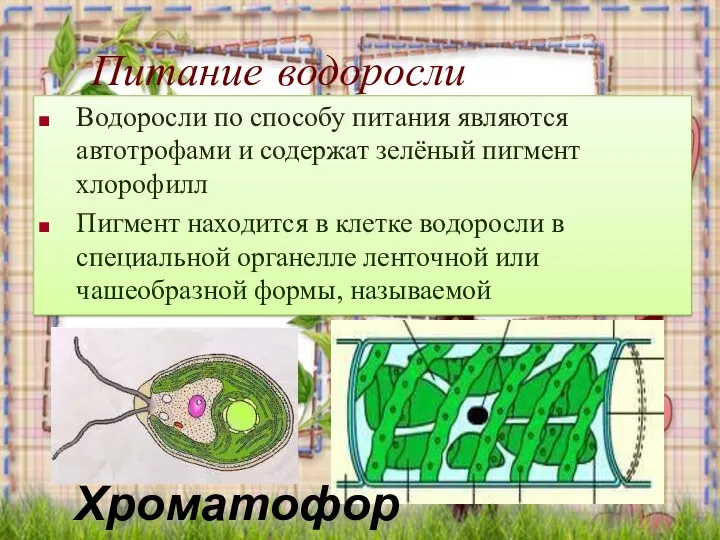 Питание водоросли Водоросли по способу питания являются автотрофами и содержат