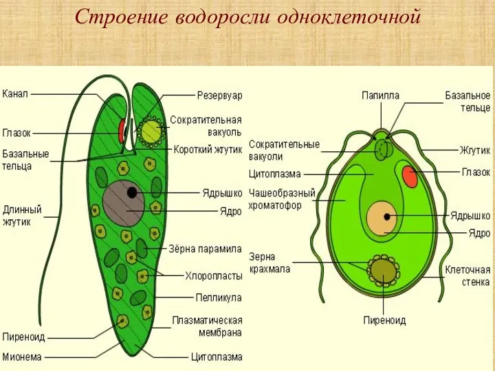 Строение водоросли одноклеточной Жгутики Ядро Хроматофор Свето- чувстви-тельный глазок СТИГМА Вакуоль Цитоплазма Оболочка