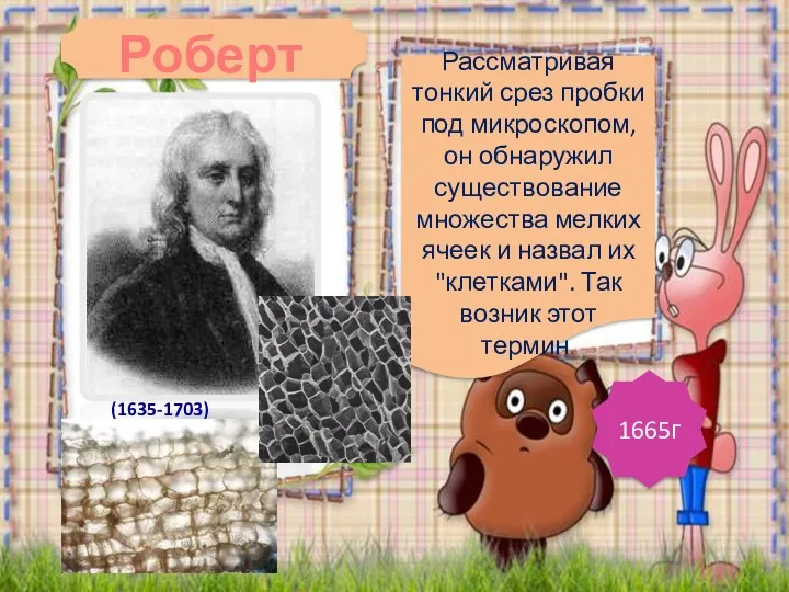 Роберт Гук Рассматривая тонкий срез пробки под микроскопом, он обнаружил