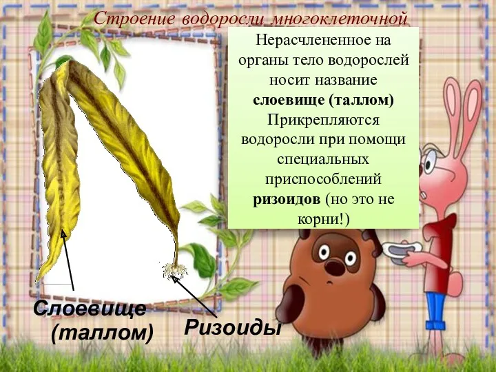 Строение водоросли многоклеточной Нерасчлененное на органы тело водорослей носит название